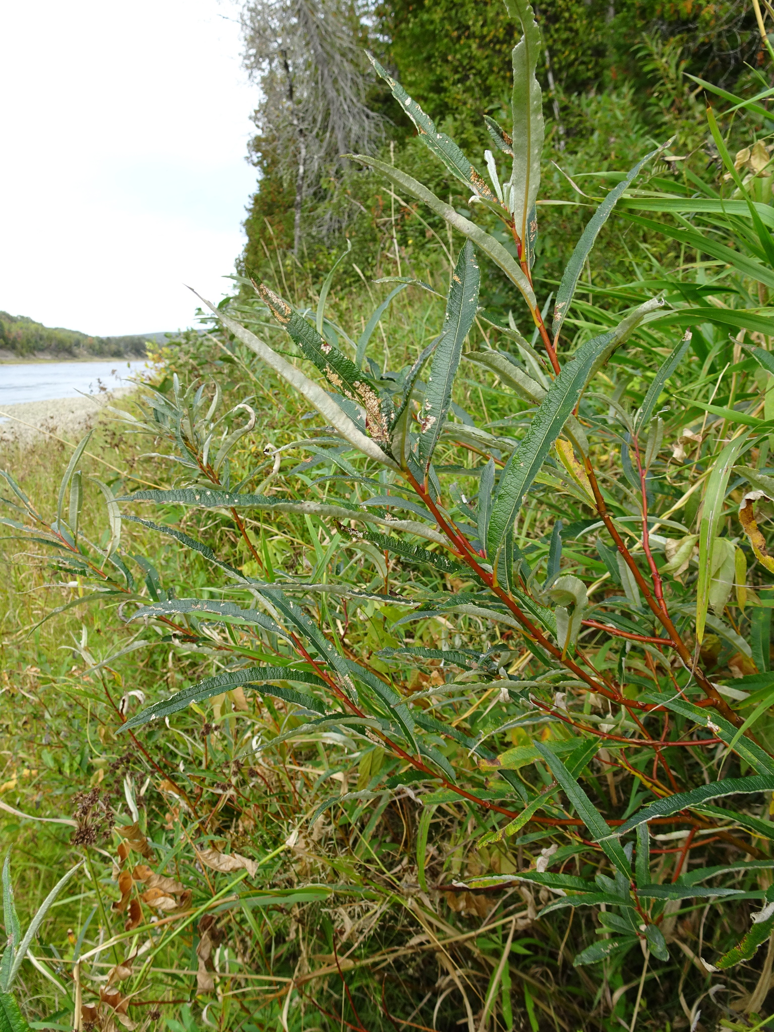 Salix pellita