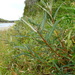 Salix pellita - Photo (c) Sean Blaney, μερικά δικαιώματα διατηρούνται (CC BY-NC), uploaded by Sean Blaney