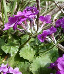 Primula rotundifolia