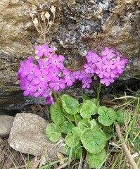 Primula rotundifolia