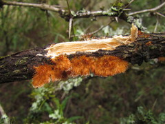 Echinoporia aculeifera