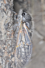 Tibicininae