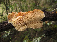 Echinoporia aculeifera