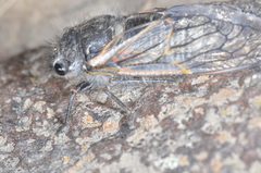 Tibicininae