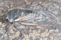 Tibicininae