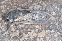 Tibicininae