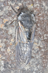 Tibicininae
