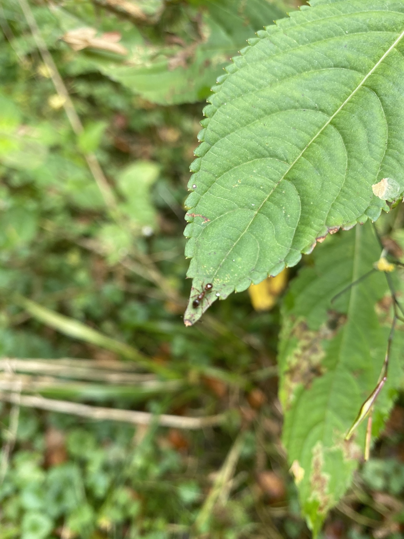 Myrmicini