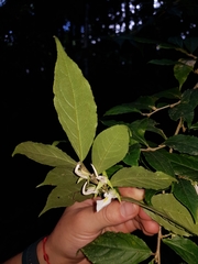 Pombalia prunifolia