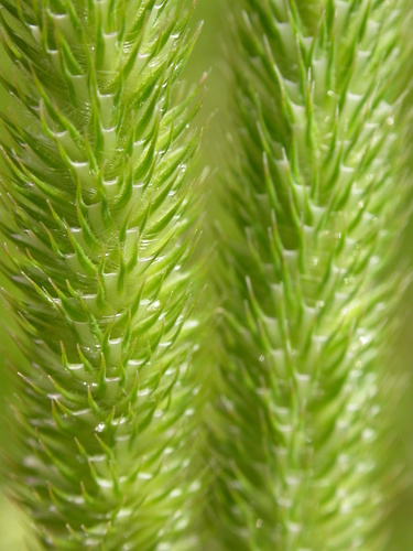 Pašarinis motiejukas nuotrauka