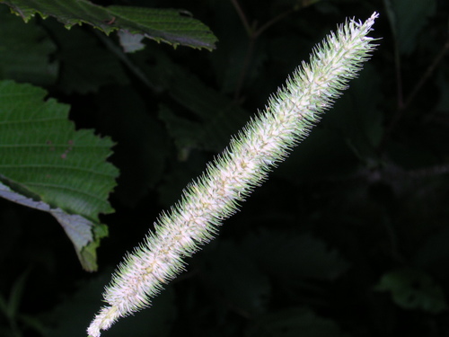 Pašarinis motiejukas nuotrauka