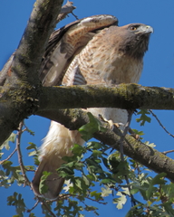 Buteo jamaicensis