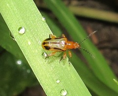 Neolema exclamationis