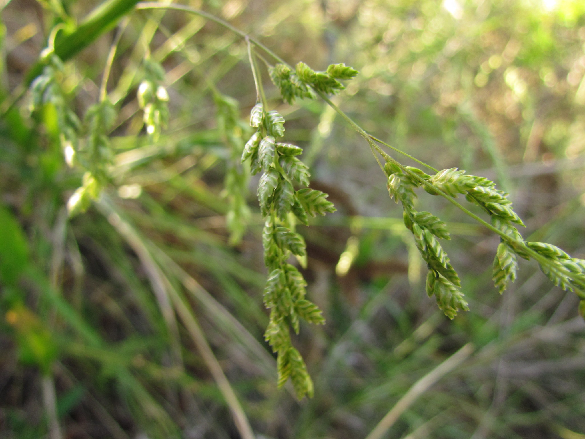 Poidium calotheca