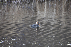 Lophodytes cucullatus