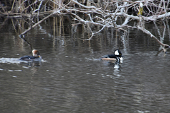 Lophodytes cucullatus