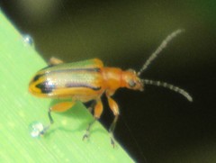 Neolema exclamationis