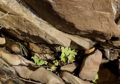 Petasites frigidus palmatus