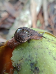 Stanisicarion freycineti