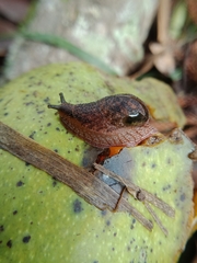 Stanisicarion freycineti