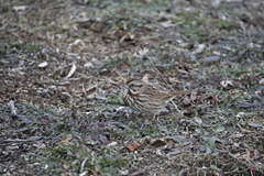 Melospiza melodia