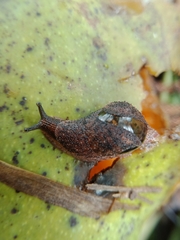 Stanisicarion freycineti