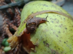 Stanisicarion freycineti