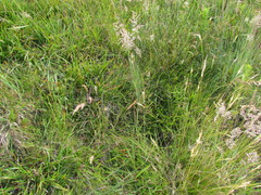 Chascolytrum poomorphum