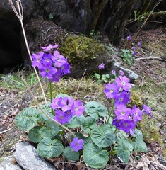 Primula rotundifolia