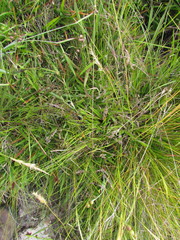 Chascolytrum poomorphum