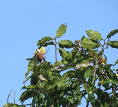 Couratari guianensis