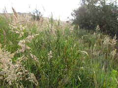 Chascolytrum poomorphum