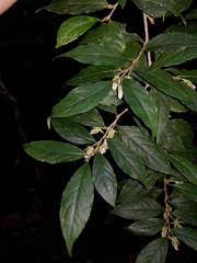 Pombalia prunifolia