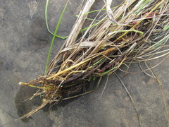 Chascolytrum poomorphum