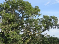 Couratari guianensis