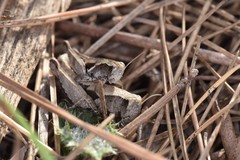 Pezotettix giornae
