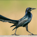 Boat-tailed Grackle - Photo (c) z7nikon, some rights reserved (CC BY-NC), uploaded by z7nikon