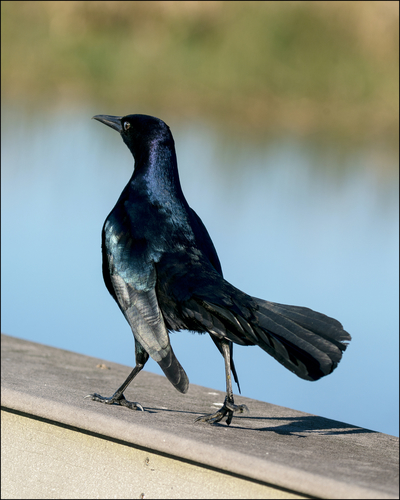 Boat-tailed Grackle, photo 8 of 10
