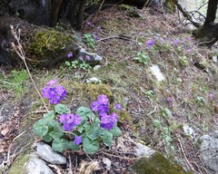 Primula rotundifolia