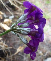 Primula rotundifolia