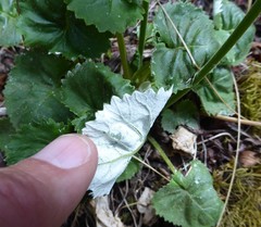 Primula rotundifolia