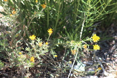 Heterotheca zionensis