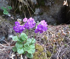 Primula rotundifolia