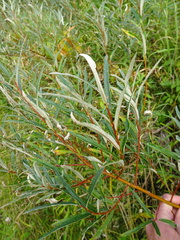 Salix pellita
