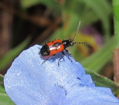 Neolema dorsalis orbignyi
