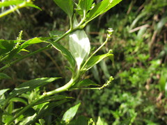 Chiropetalum phalacradenium