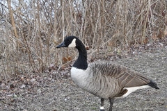 Branta canadensis