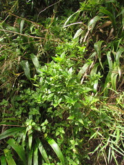 Chiropetalum phalacradenium