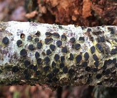 Diatrype disciformis