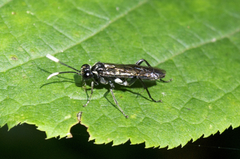 Macrophya trisyllaba